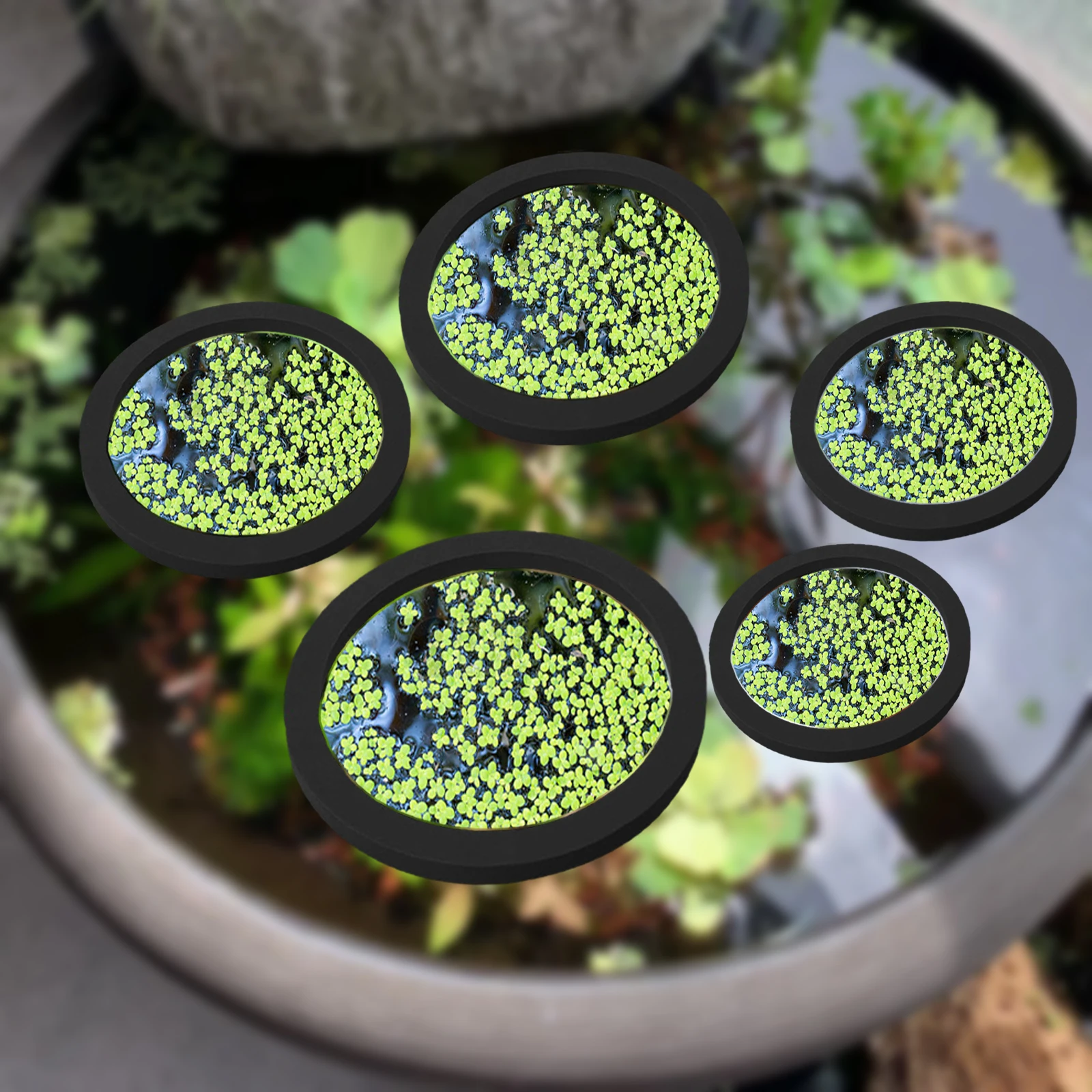 5 шт., кольцо для кормления ры – обзор и цена Aquarium Plants