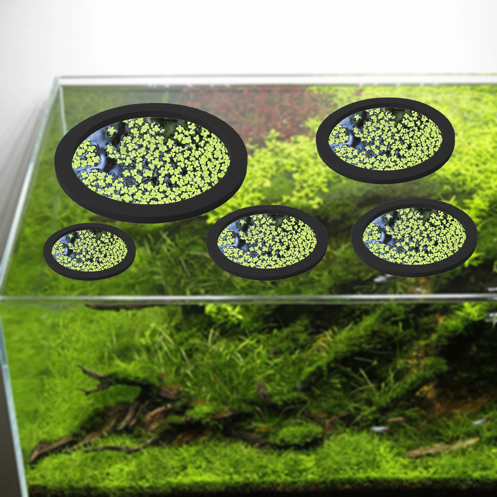 5 шт., кольцо для кормления ры – обзор и цена Aquarium Plants