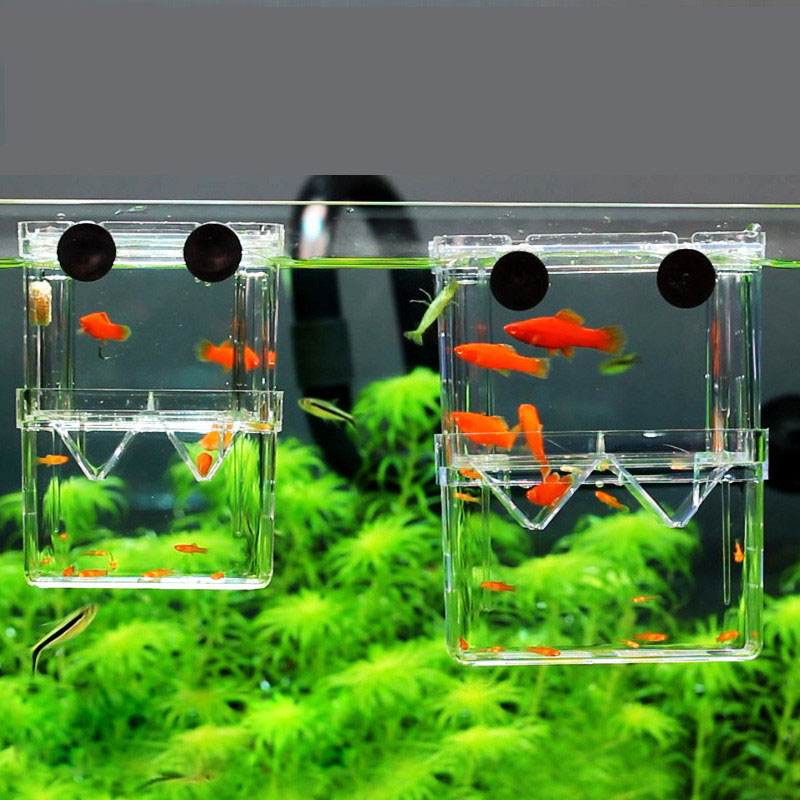 Изолирующая коробка для развед – обзор и цена Betta Fish Tank